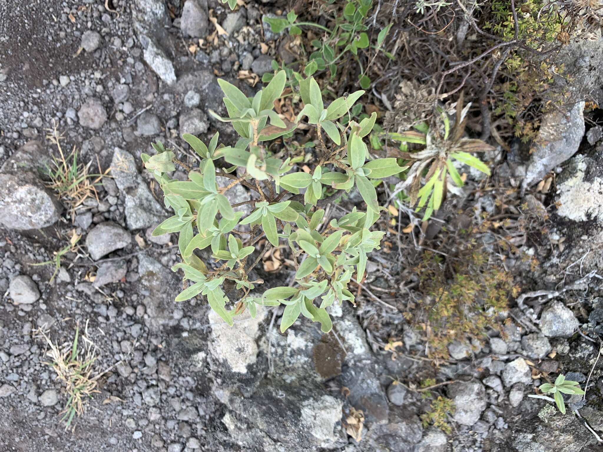 Image of Helianthemum broussonetii Dun.