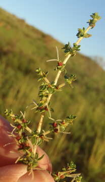 Image of Nenax microphylla (Sond.) Salter