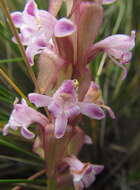 Image of Pink candle orchid