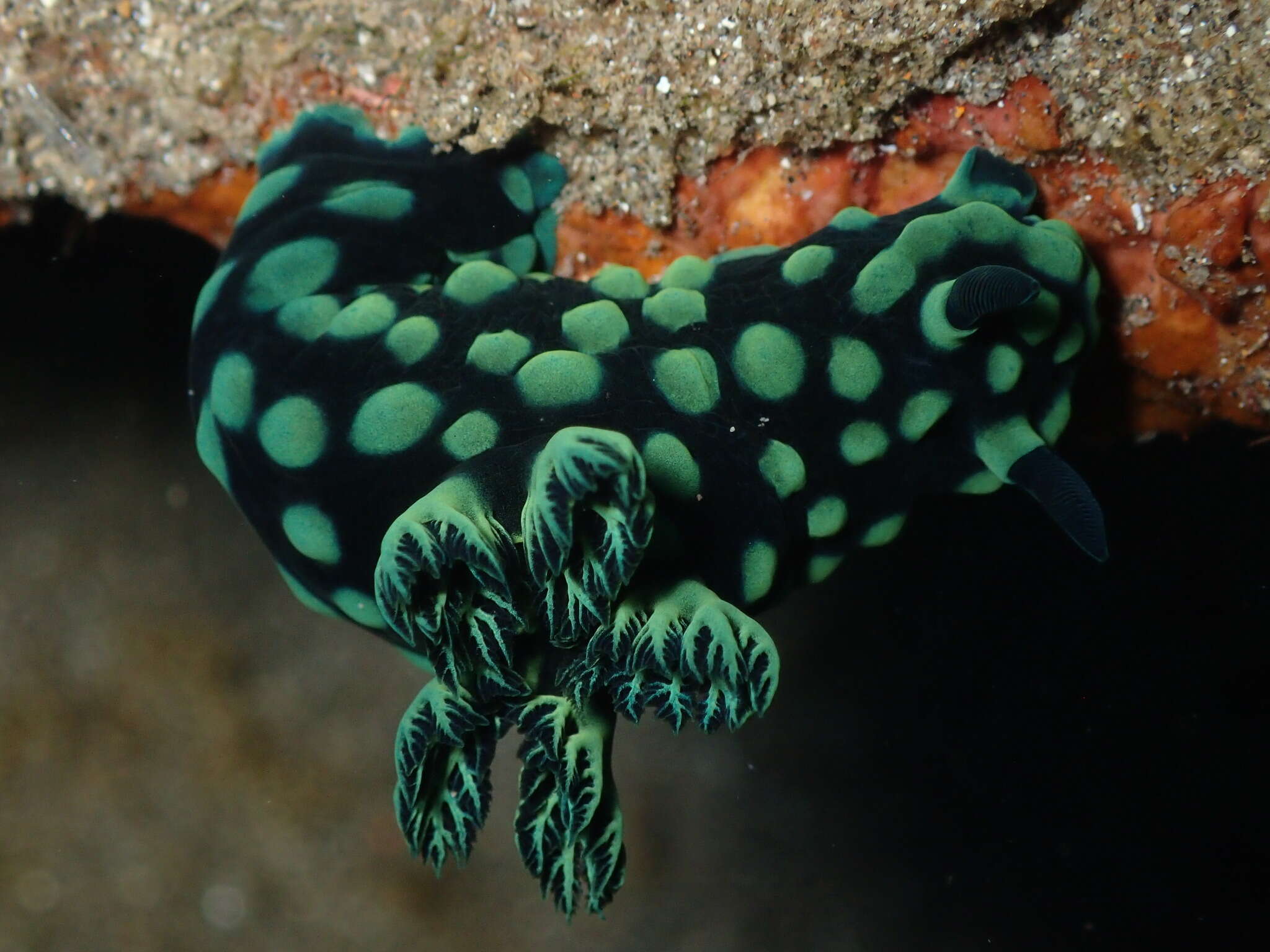 Image of Green spot black slug