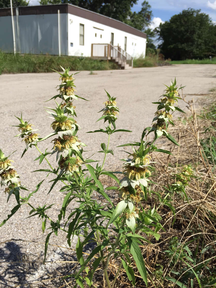 Image of spotted beebalm