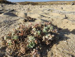 Drymaria holosteoides var. crassifolia (Benth.) J. R. Duke resmi