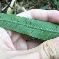 Image of Deparia lancea (Thunb. ex Murray) Fraser-Jenkins