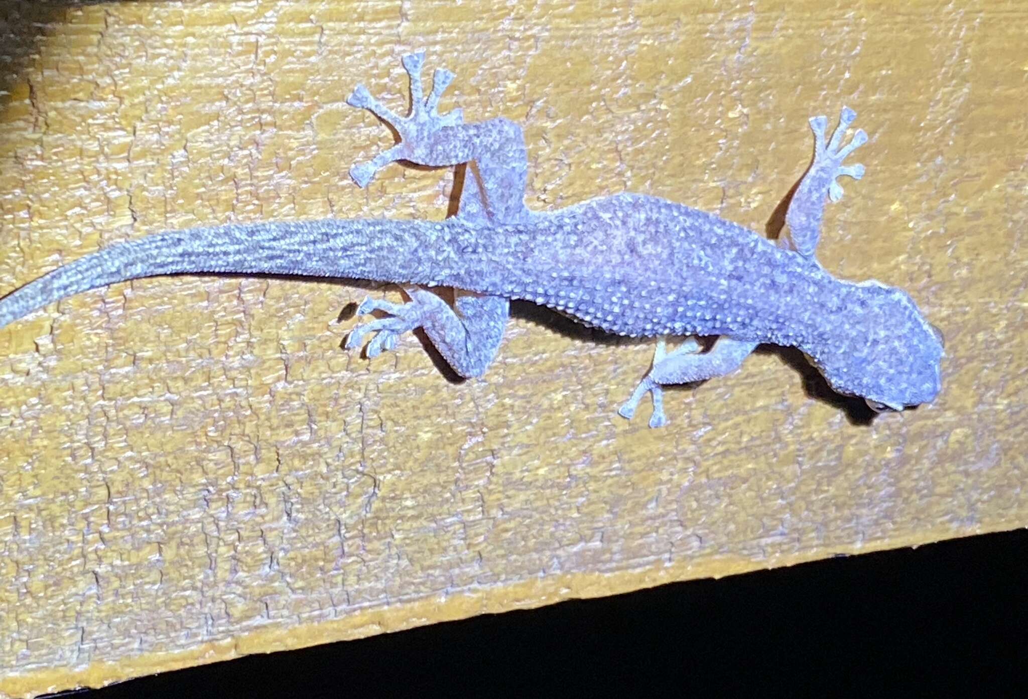 Image of Honduras Leaf-toed Gecko