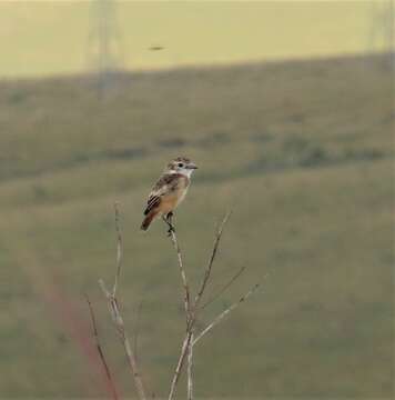 Alectrurus tricolor (Vieillot 1816)的圖片