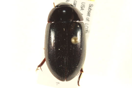 Image of Hydrochara