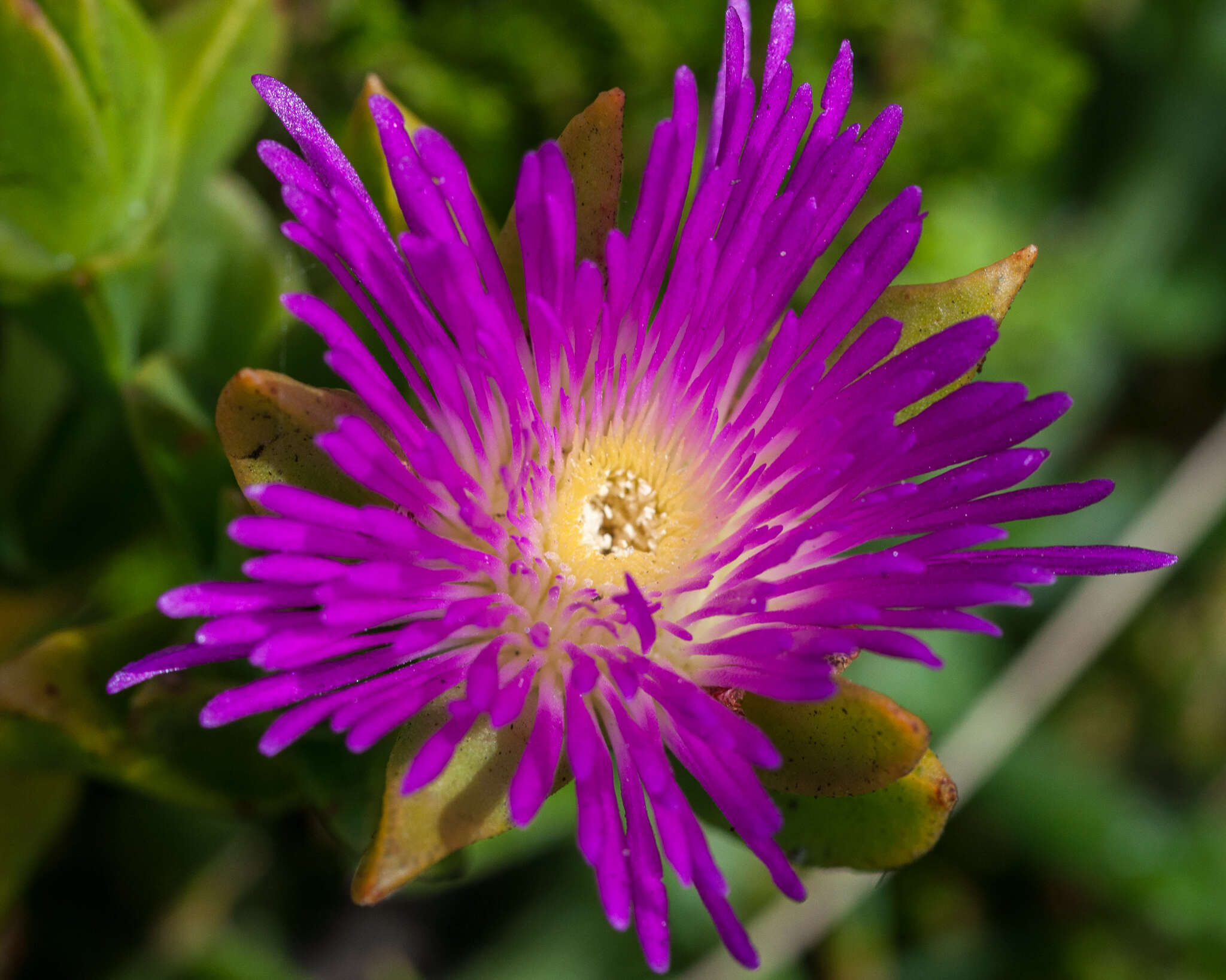 Image of Erepsia steytlerae L. Bol.