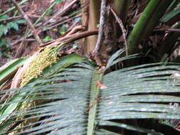 Image of Oraniopsis appendiculata (F. M. Bailey) J. Dransf., A. K. Irvine & N. W. Uhl