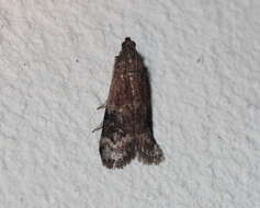 Image of American Plum Borer