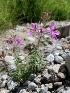 Imagem de Epilobium colchicum subsp. colchicum