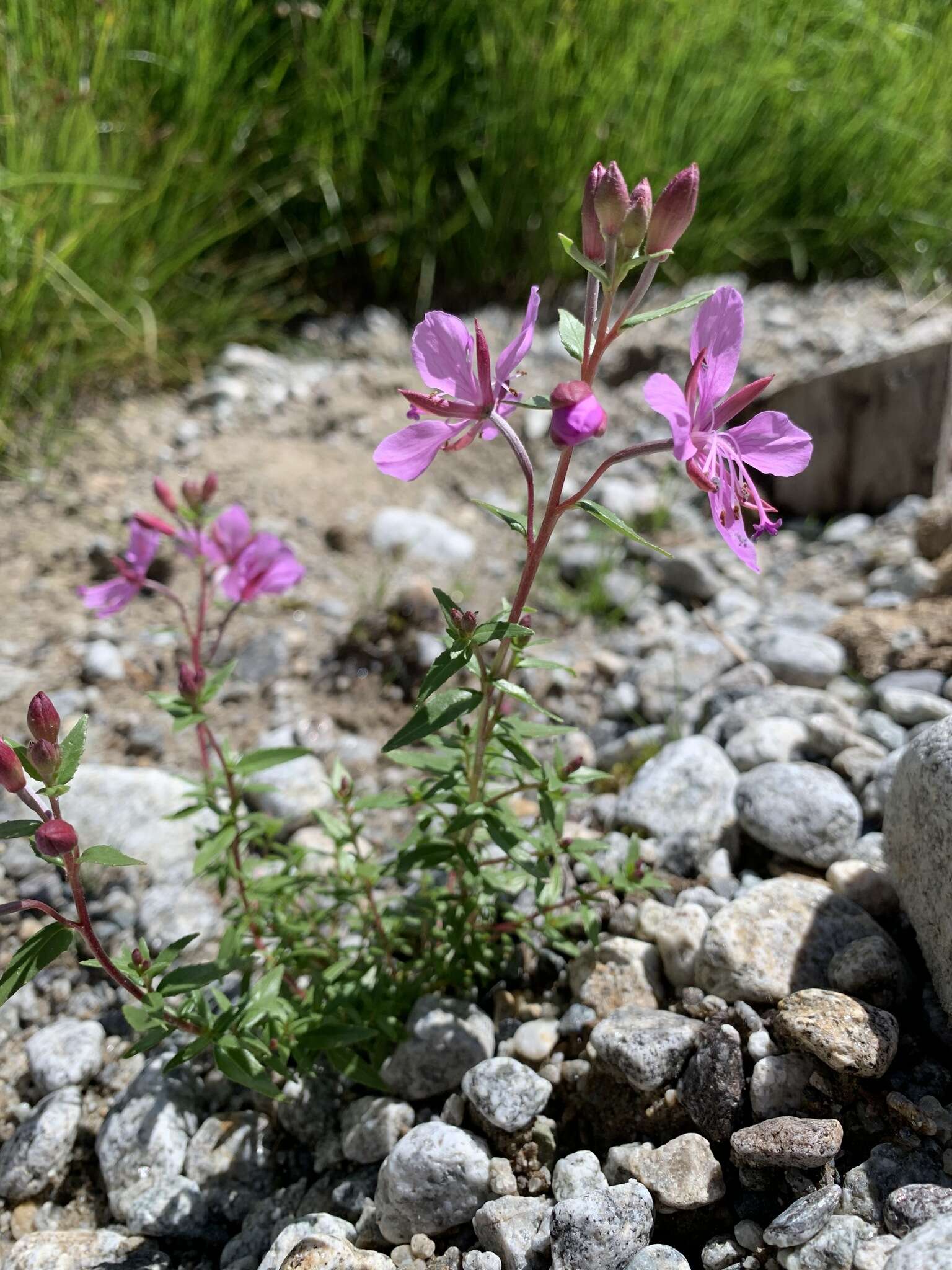 Imagem de Epilobium colchicum subsp. colchicum