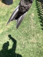 Image of African White-rumped Swift