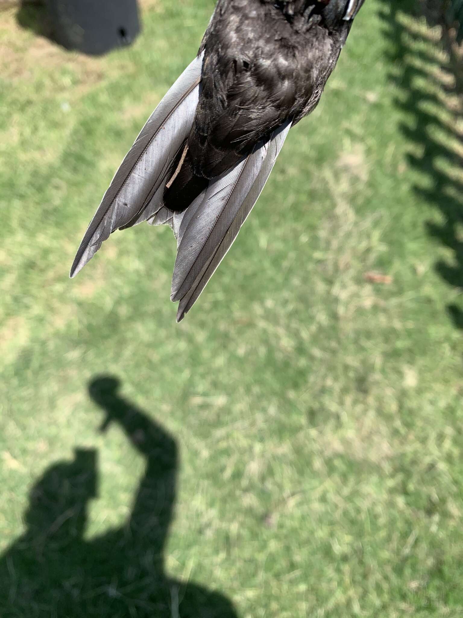 Image of African White-rumped Swift