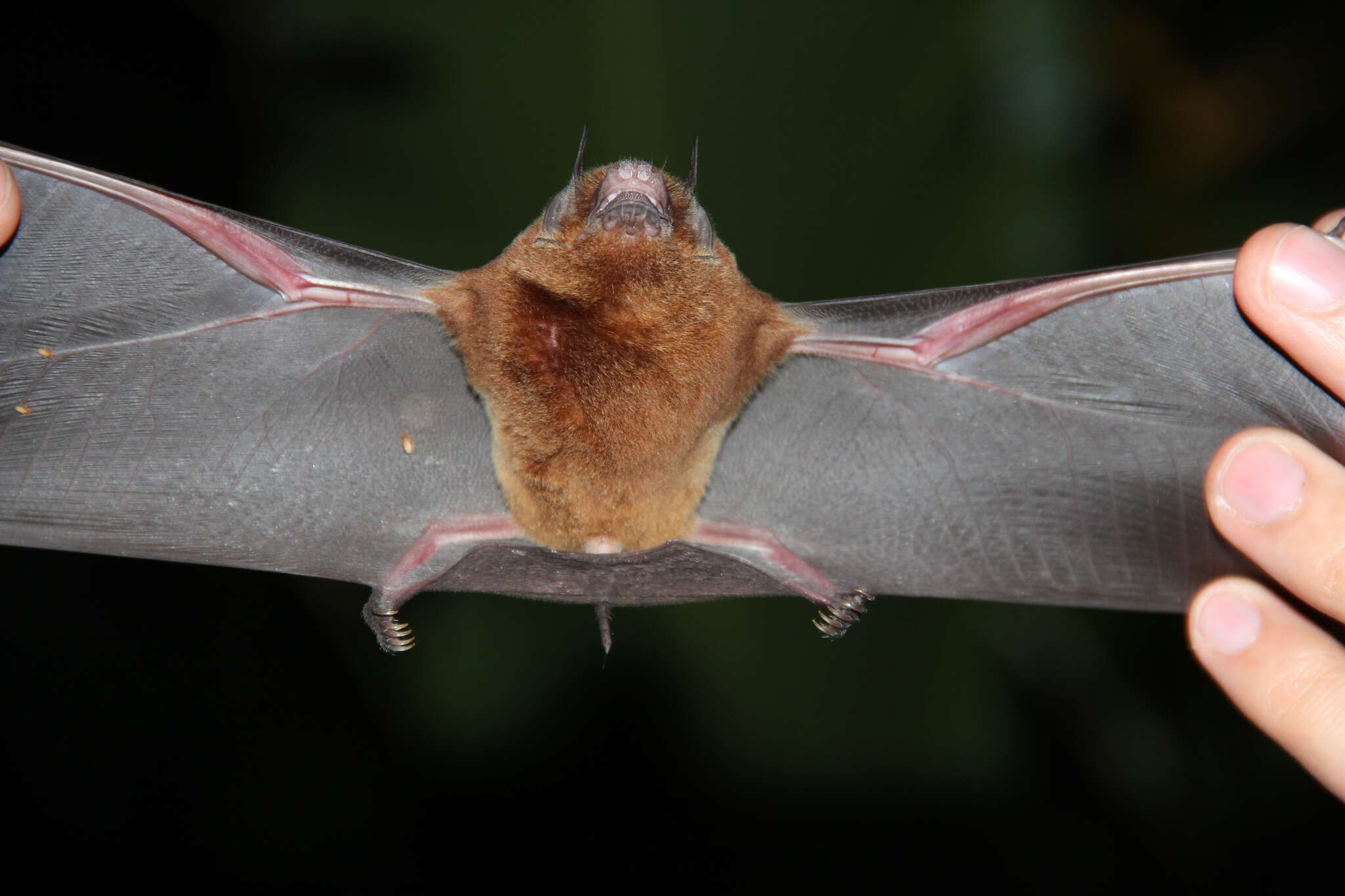 Image of Big Naked-backed Bat