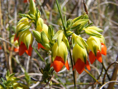 Image of Erica thunbergii var. thunbergii