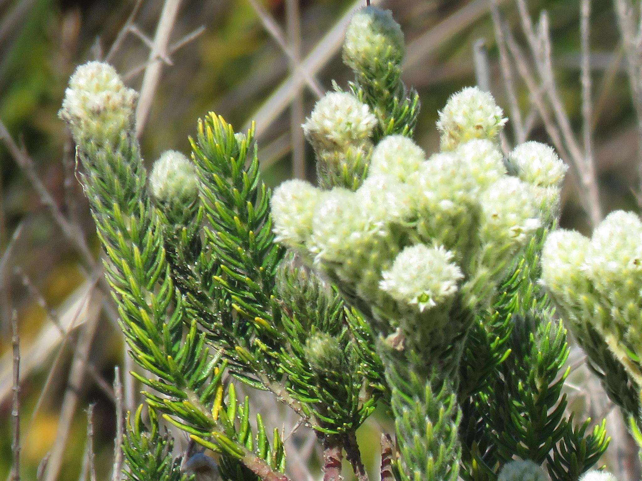 Phylica strigosa Berg. resmi