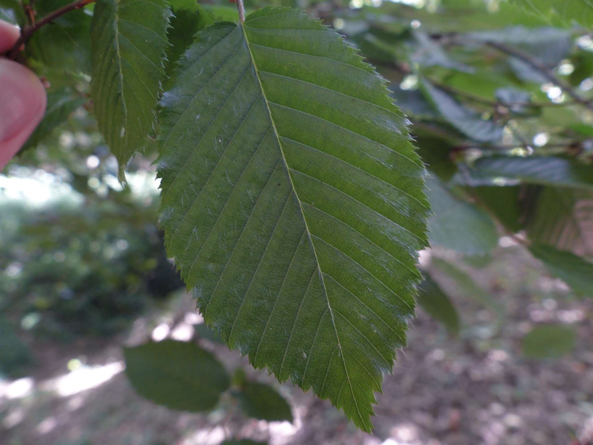 Image of Carpinus betulus L.