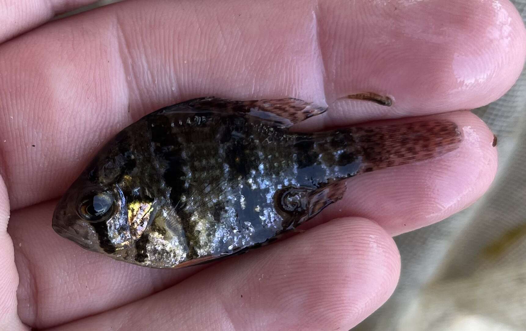 Image de Enneacanthus chaetodon (Baird 1855)