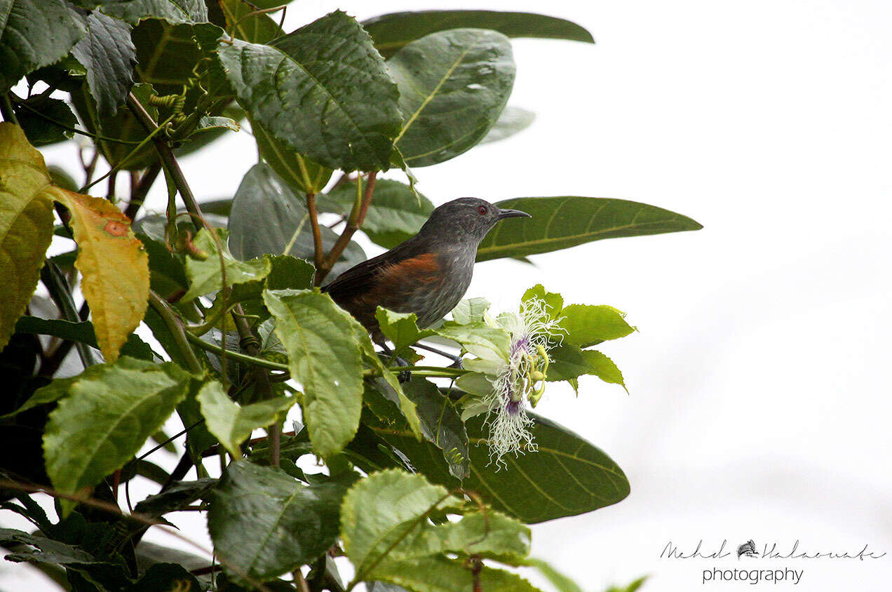 Image of Rufous-sided Honeyeater