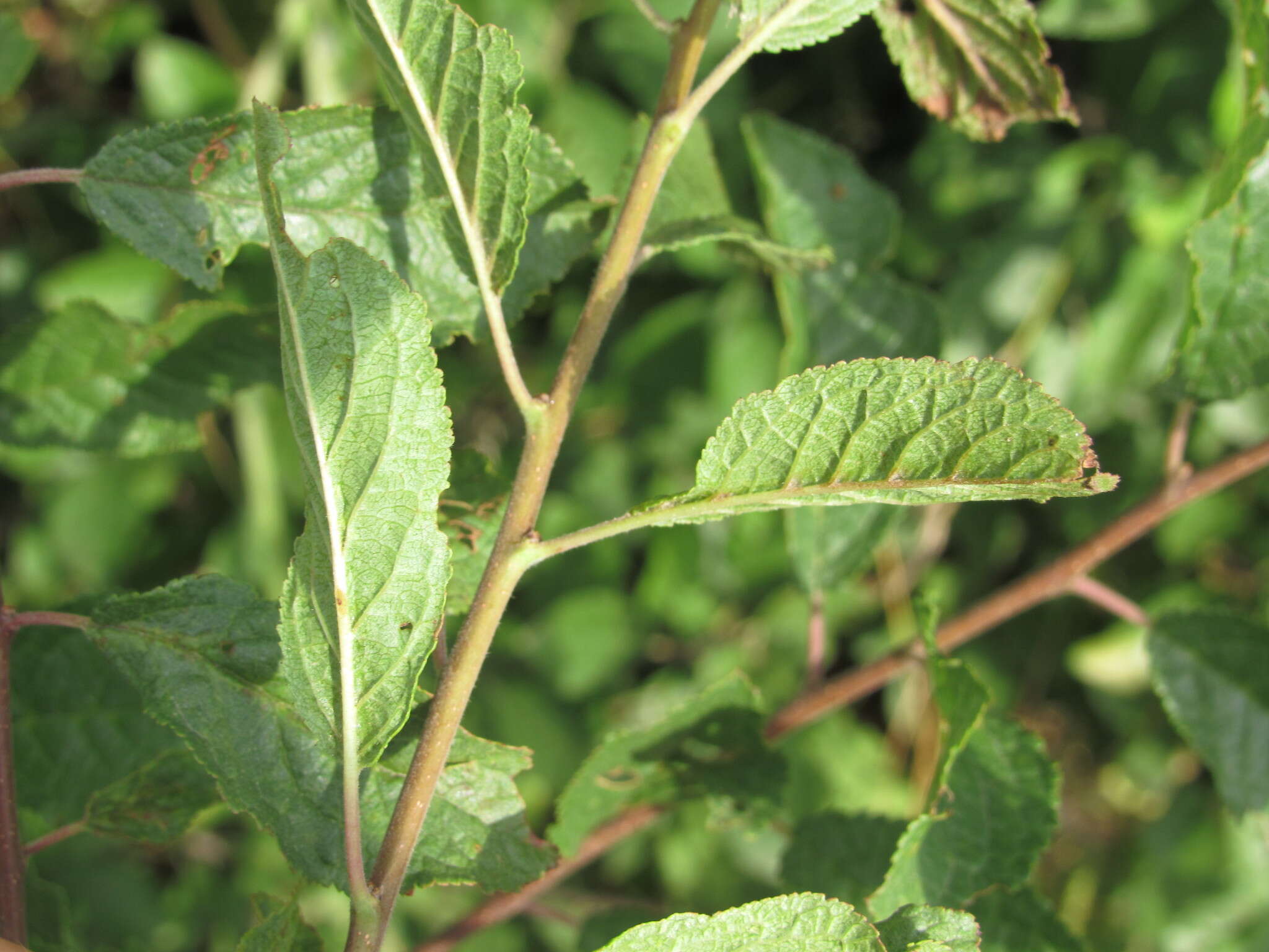 Image of Prunus spinosa subsp. dasyphylla (Schur) Domin