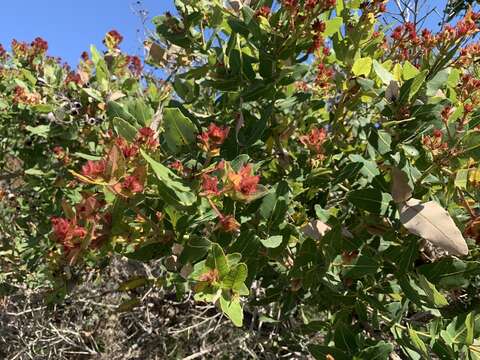 Image de Angophora hispida (Sm.) D. F. Blaxell