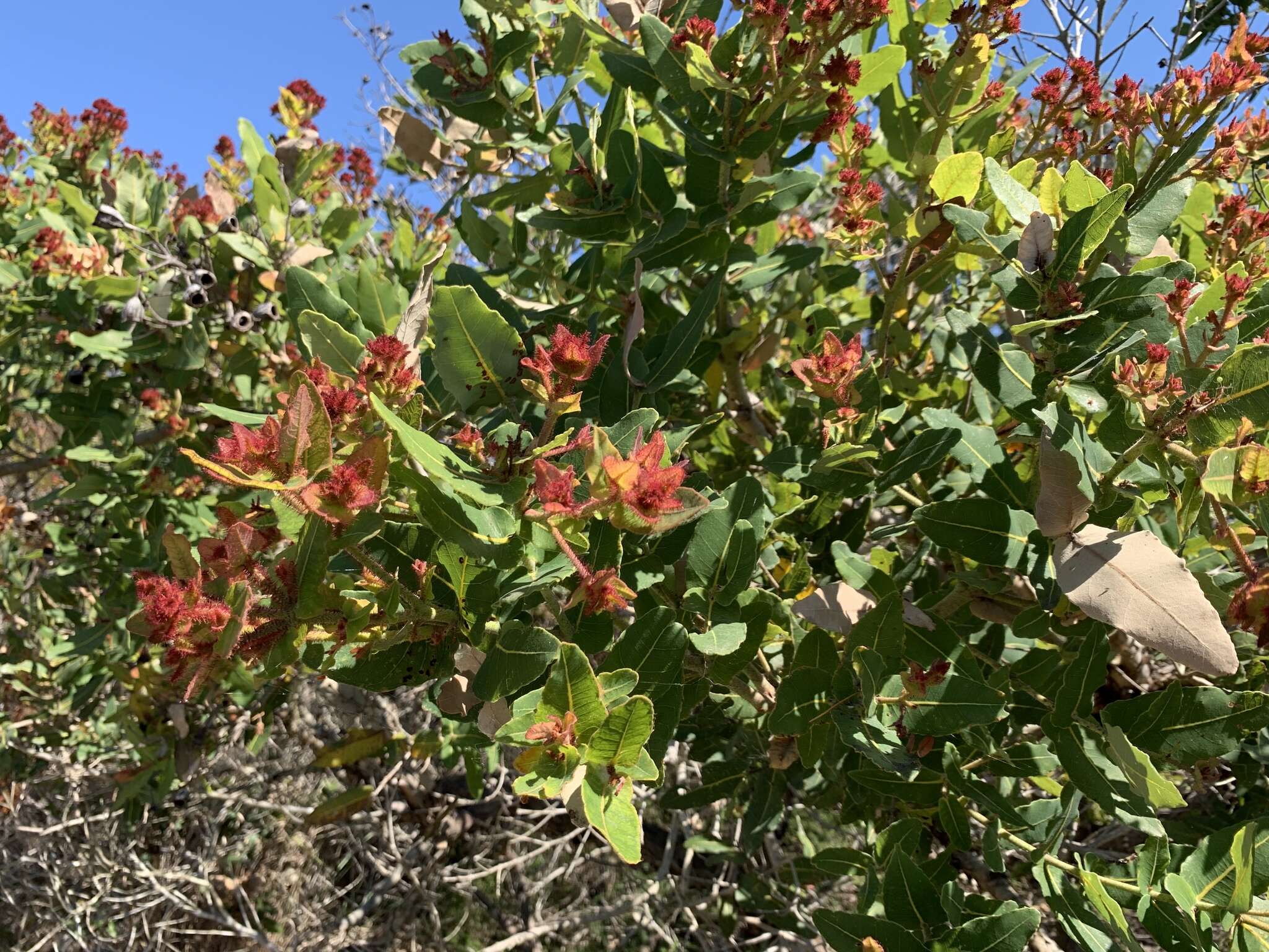 Image of Angophora hispida (Sm.) D. F. Blaxell