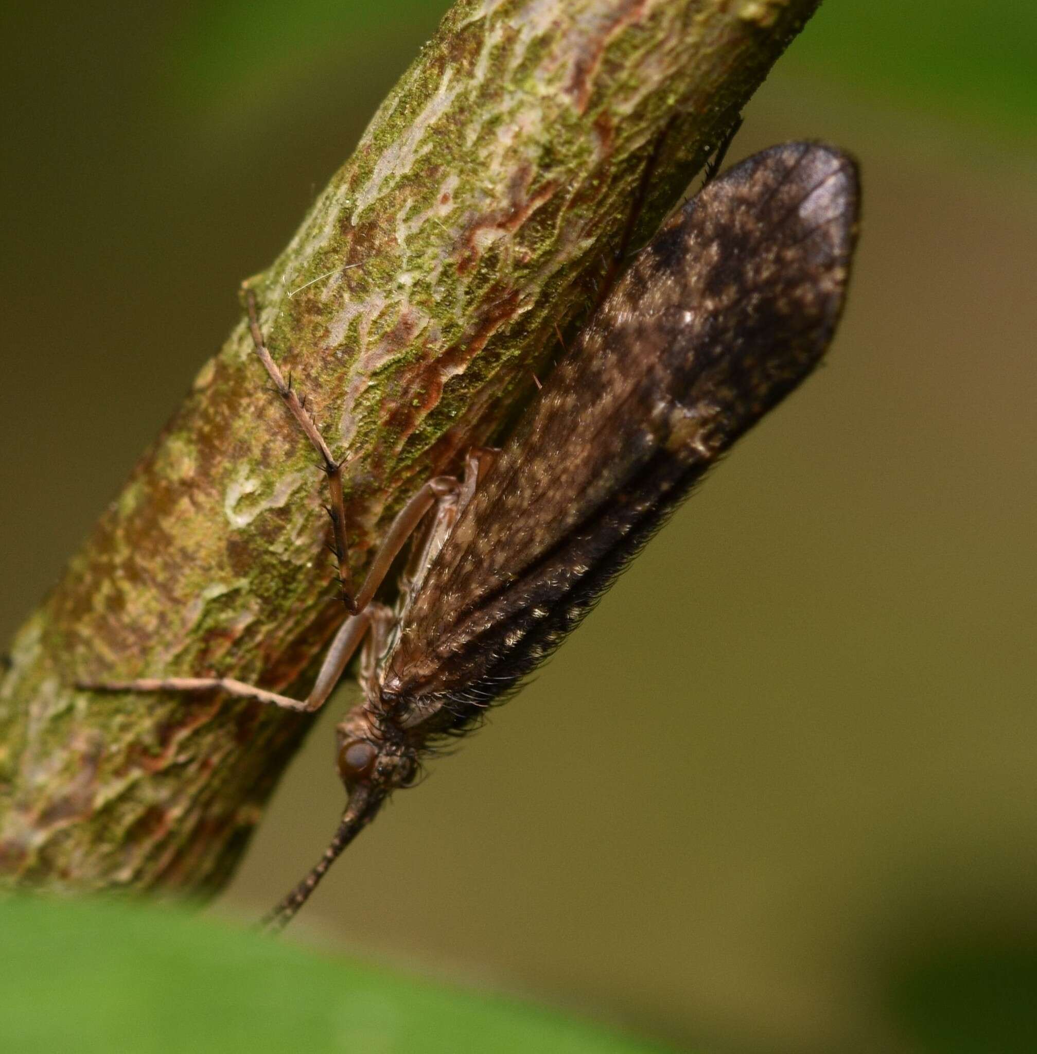 صورة Limnephilus sparsus Curtis 1834