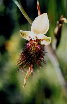 Calochilus paludosus R. Br.的圖片