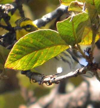 Image of Townsend's Warbler