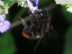 Image of Bombus ignitus Smith 1869