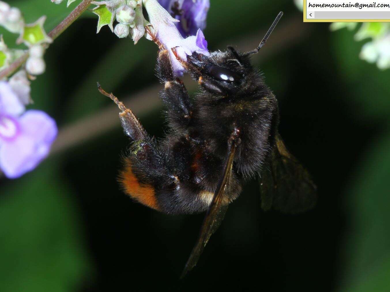 Image of Bombus ignitus Smith 1869