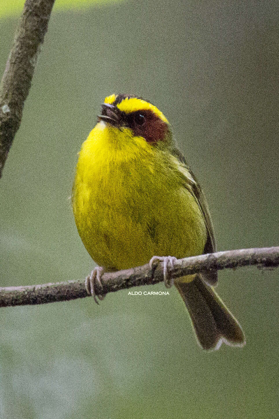 Image of Golden-browed Warbler