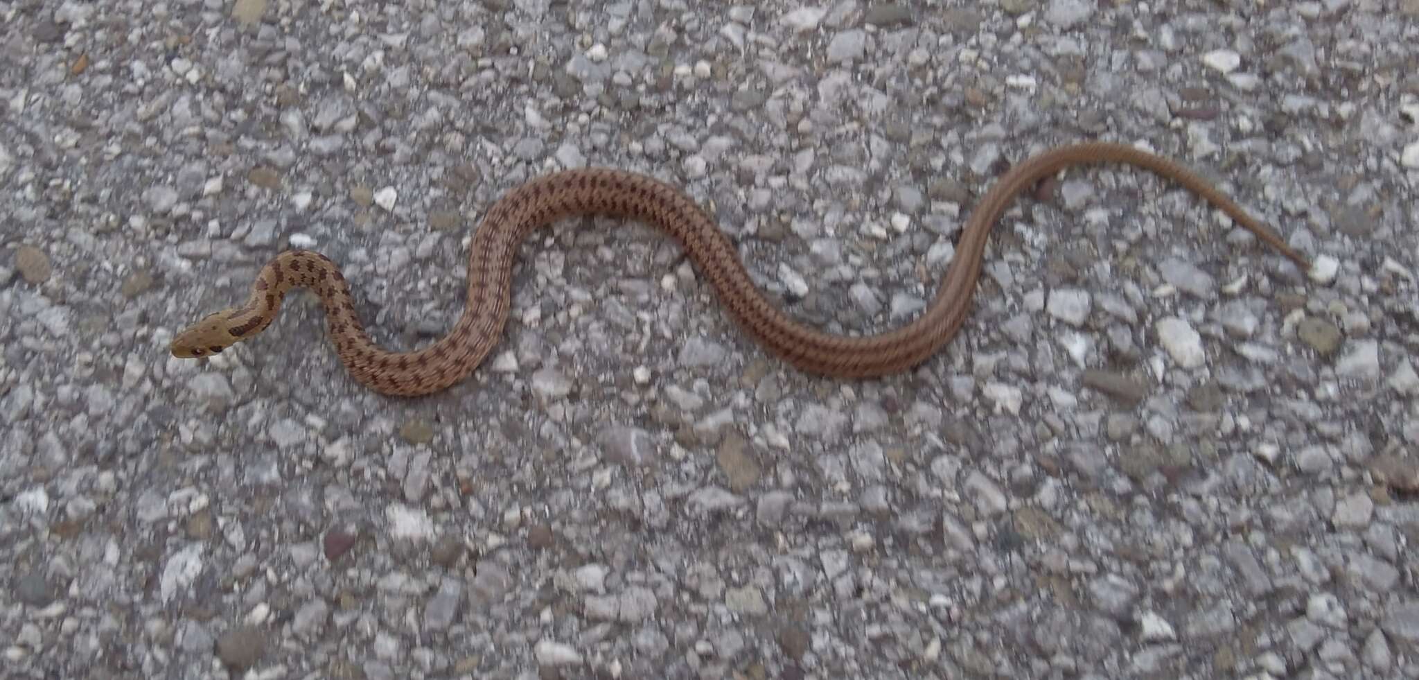 Image of Italian Aesculapian Snake