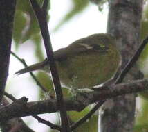 Plancia ëd Vireo carmioli Baird & SF 1866