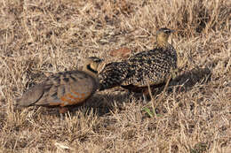 Image of Yellow-throated Sandgrouse