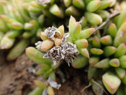 Image of Delosperma hollandii L. Bol.