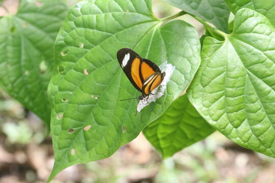 Image of Heliconiini