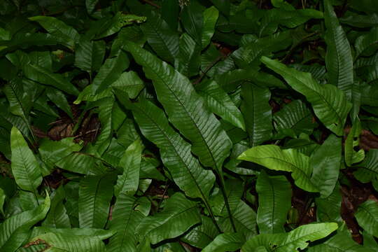 Image of Neocheiropteris ovata (Wall. ex Hook. & Grev.) Fraser-Jenkins