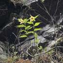 Image of Sobralia turkeliae Christenson