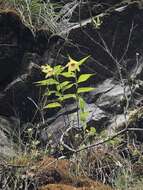 Image of Sobralia turkeliae Christenson