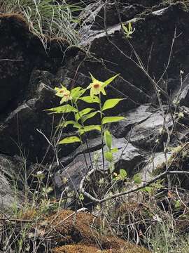 صورة Sobralia turkeliae Christenson