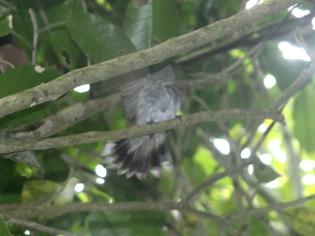 Image of Grey Gerygone