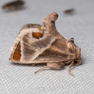 Image of Shagreened Slug Moth