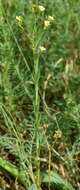 Linum corymbulosum Rchb. resmi