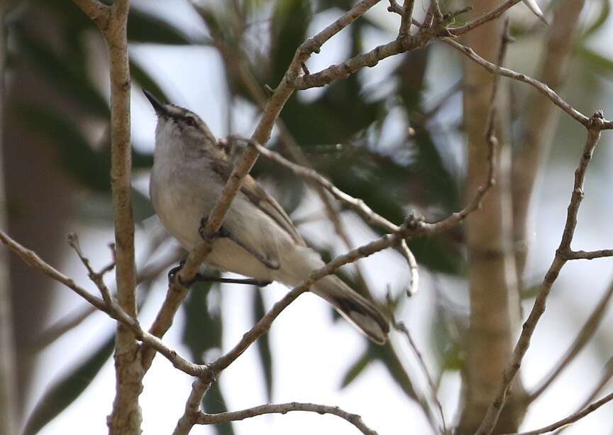 Image of Mangrove Gerygone