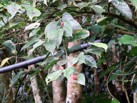 Ficus ampelas Burm. fil. resmi