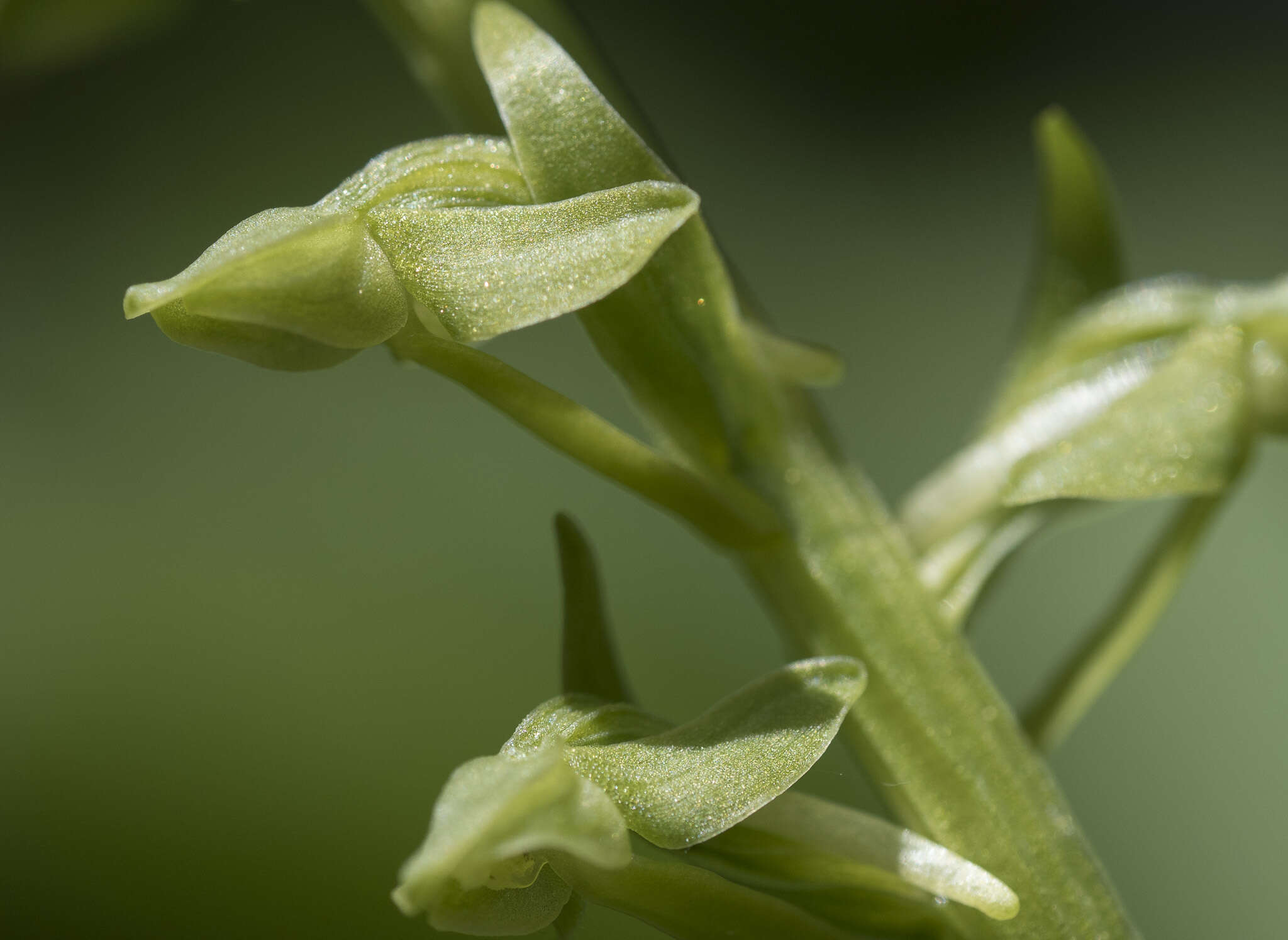 Image of Canyon Bog Orchid