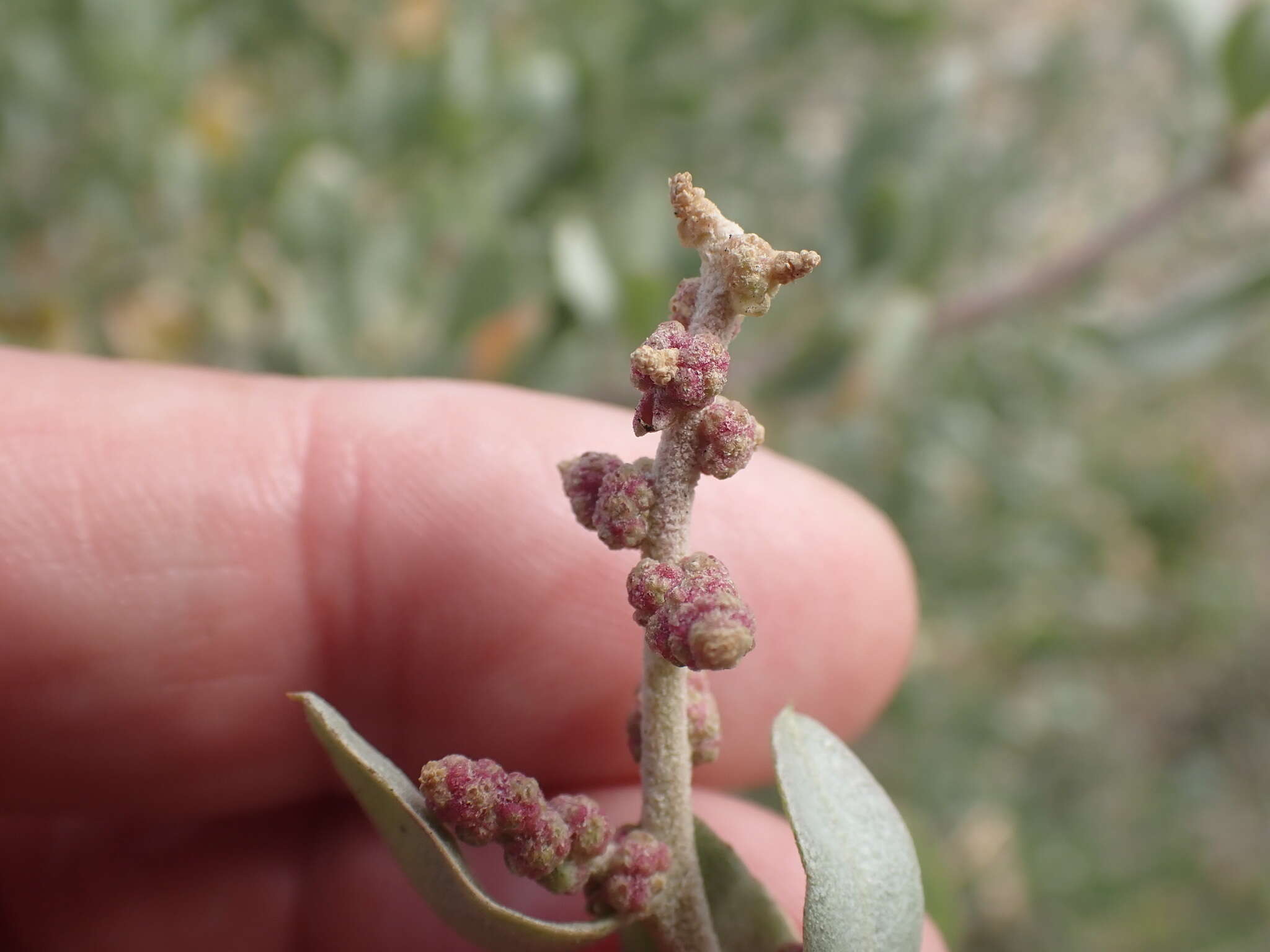 Image of saltbush