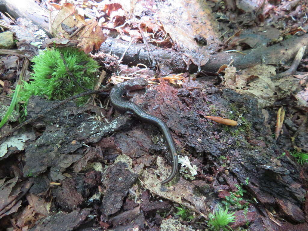 Image of Cheat Mountain salamander