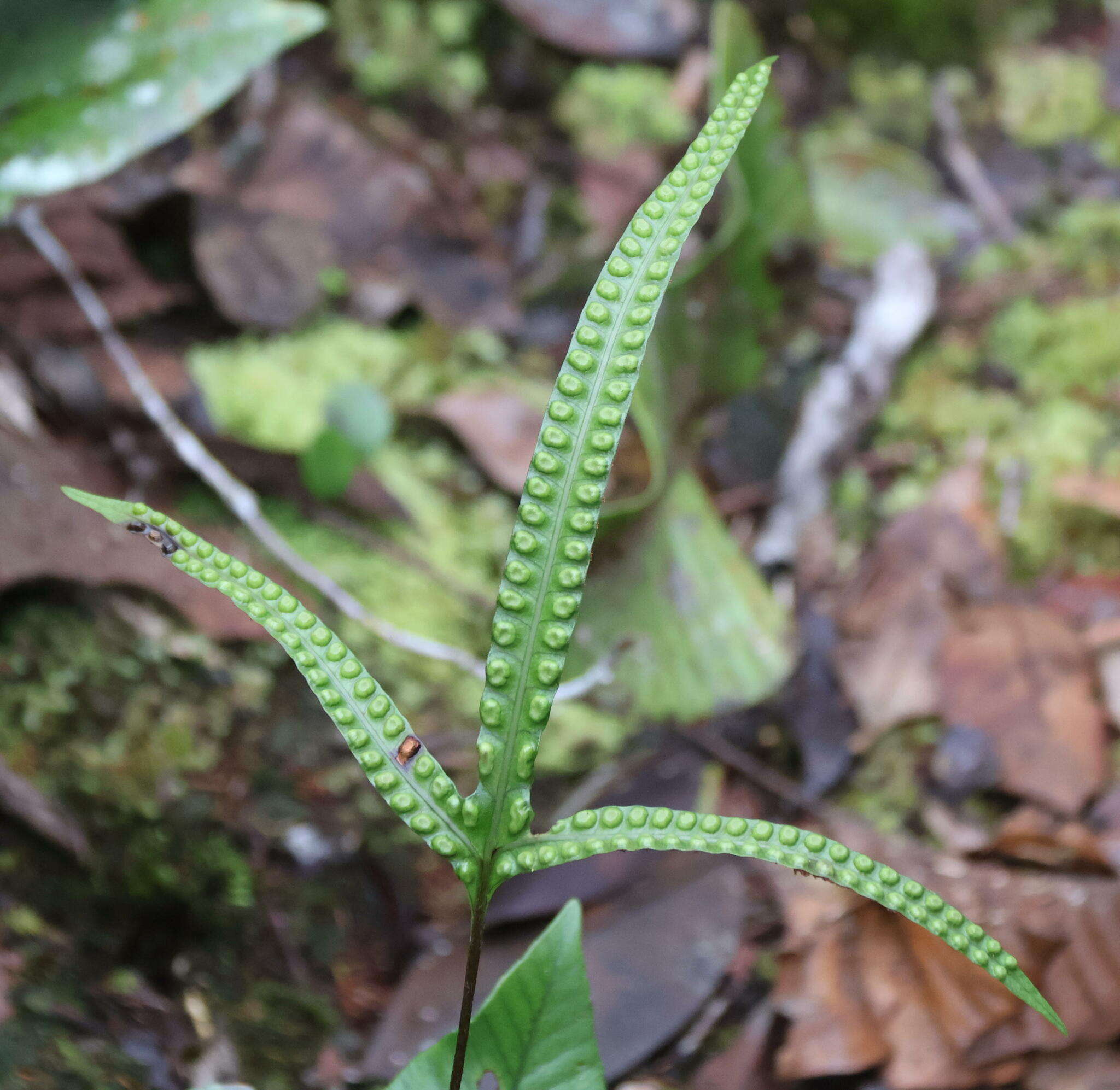 Image of Selliguea triloba (Houtt.) M. G. Price